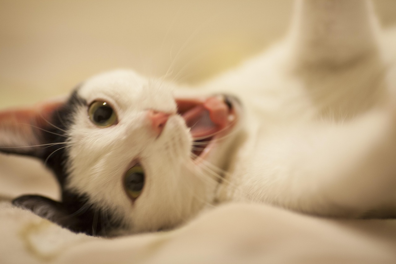 《甜甜起司猫》影评:动画魅力何在?为何深受猫奴喜爱? 《甜甜起司猫》影评:动画魅力何在?为何深受猫奴喜爱?