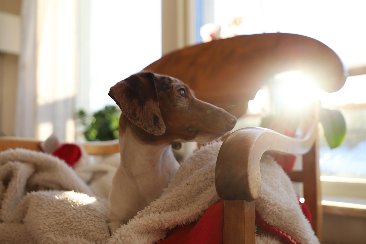 《龙龙与忠狗》影评:情感共鸣, 人狗情深, 忠诚主题解析 《龙龙与忠狗》影评:情感共鸣, 人狗情深, 忠诚主题解析