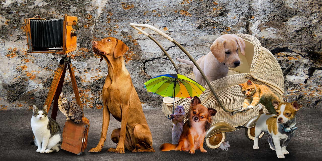 《熊猫小熊猫》影评:家庭娱乐, 寓教于乐, 亲子共赏? 《熊猫小熊猫》影评:家庭娱乐, 寓教于乐, 亲子共赏?