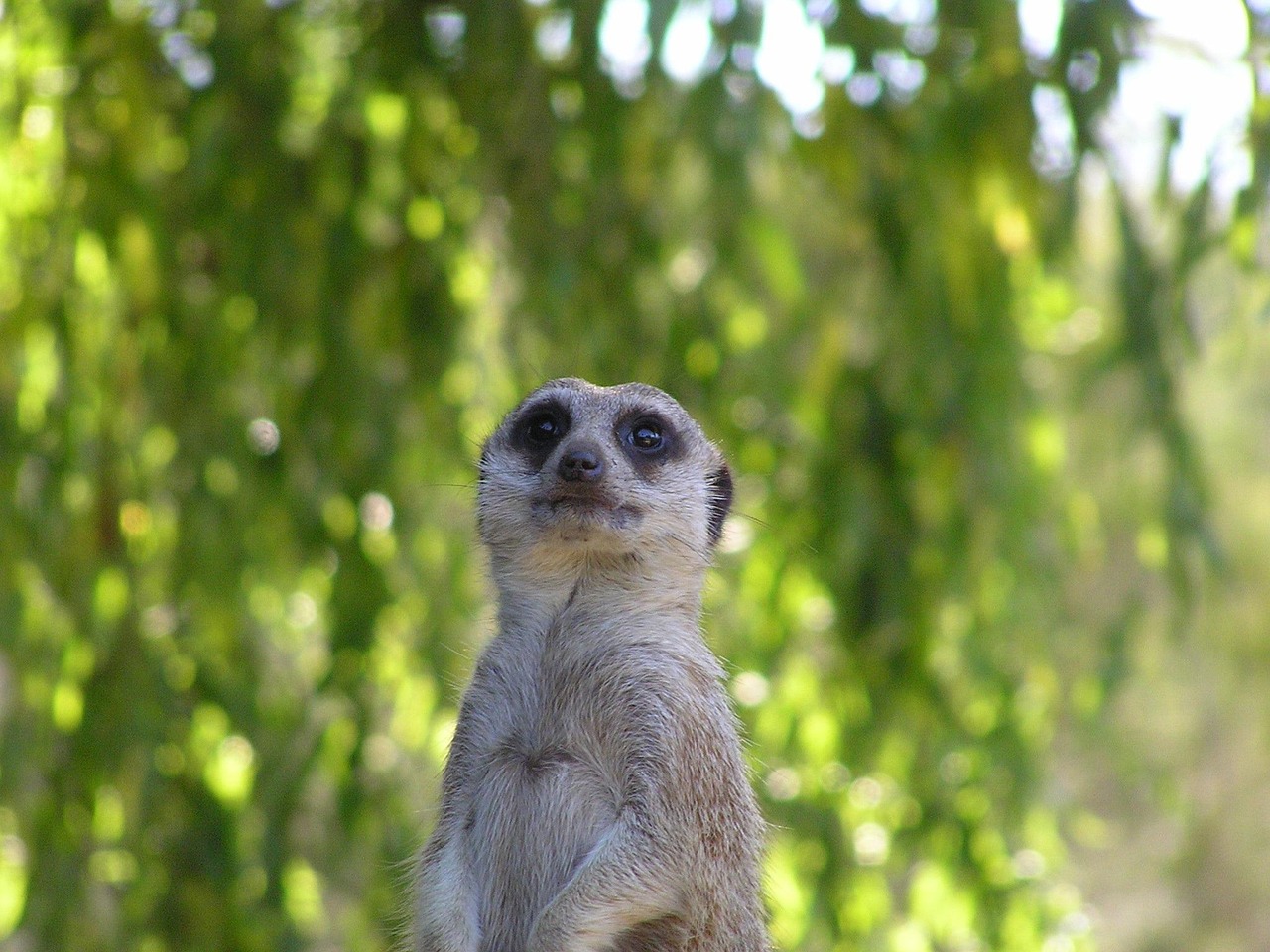 《长靴猫西部剑客》影评:西部冒险, 动画魅力如何?省时省力的观影体验 《长靴猫西部剑客》影评:西部冒险, 动画魅力如何?省时省力的观影体验