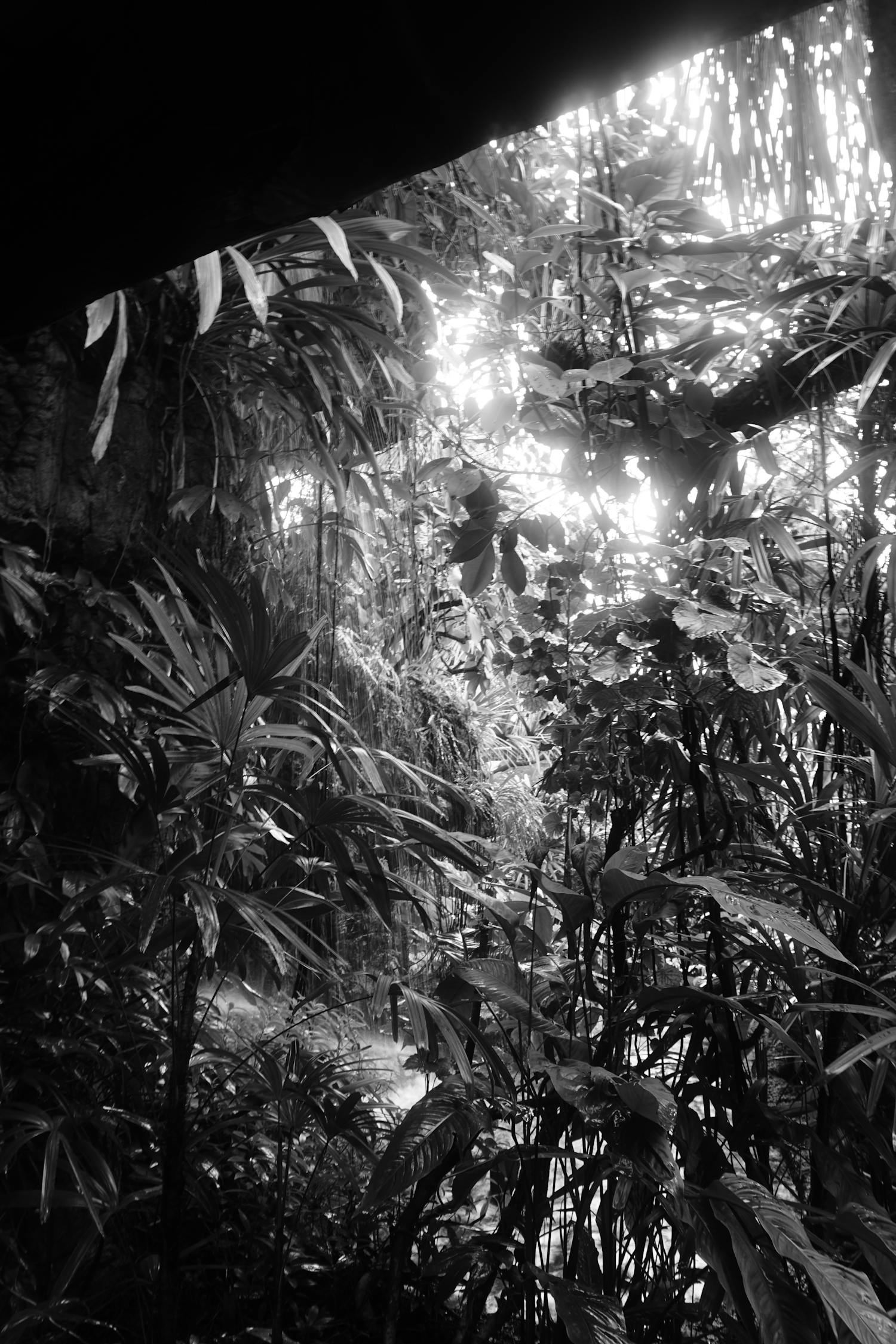 《黑白森林》影评:情感深度与视觉冲击的结合,如何解读? 《黑白森林》影评:情感深度与视觉冲击的结合,如何解读?